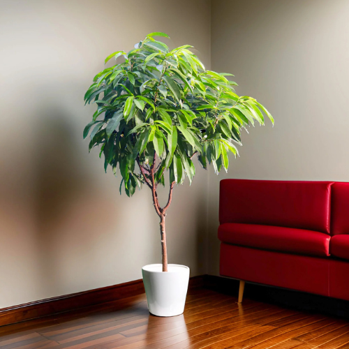 Ficus Amstel King