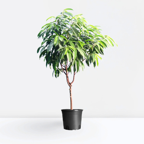 Ficus Amstel King