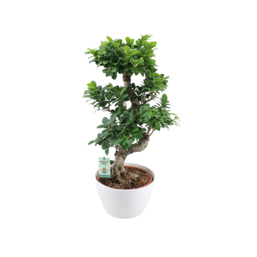 Ficus Bonsai Plant