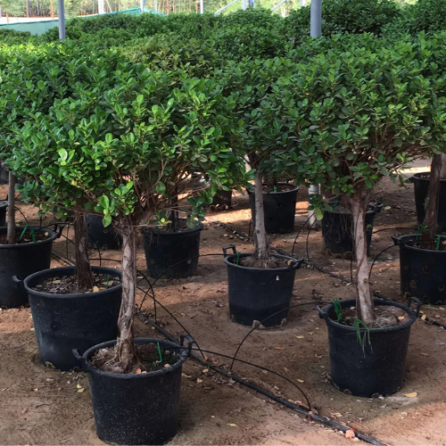 Ficus Diversifolia “Single Head”
