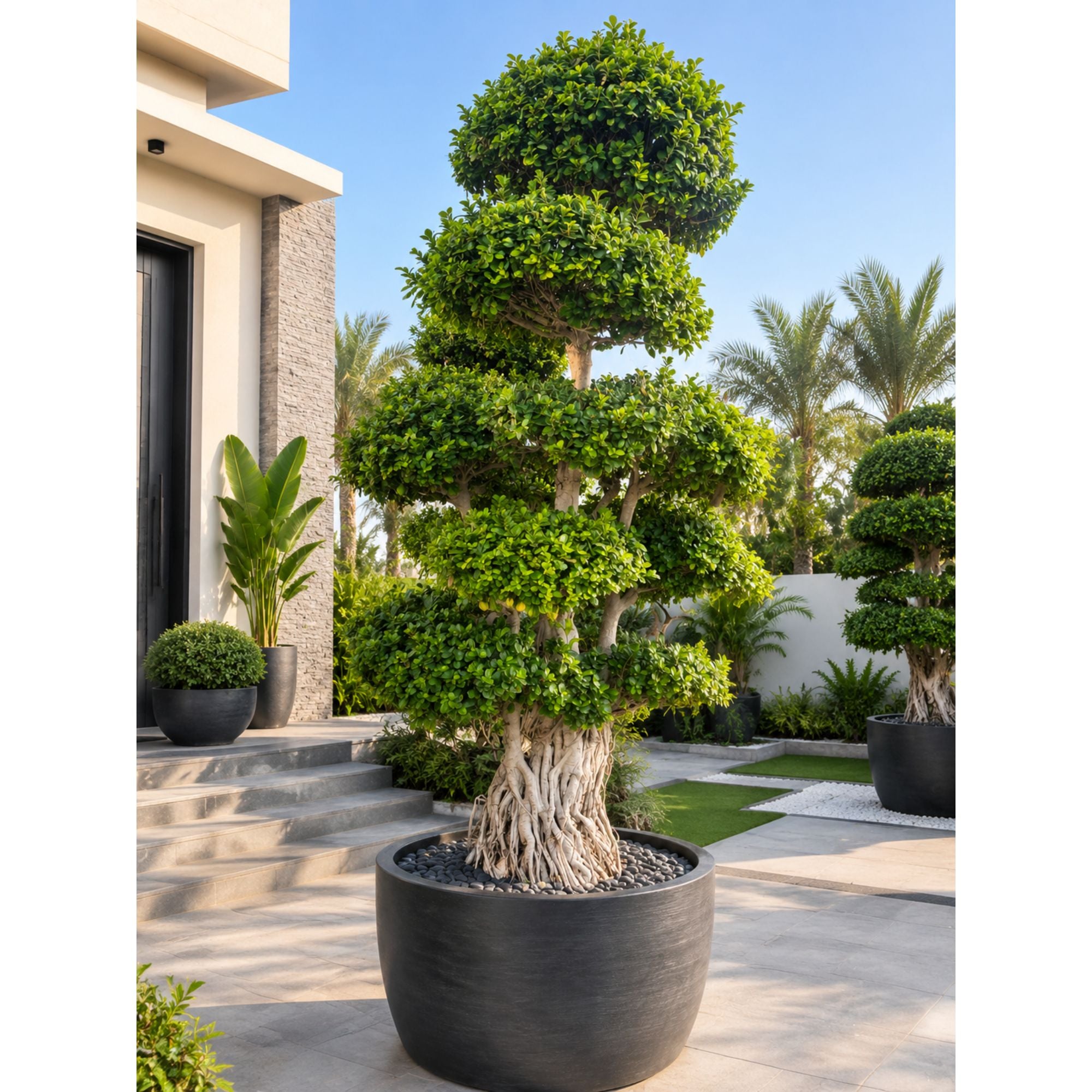 Ficus Microcarpa Cloud Topiary Tree 