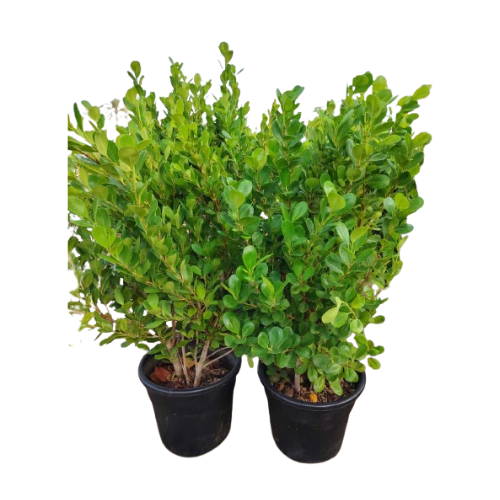 Ficus Panda (Ficus Macrophylla)