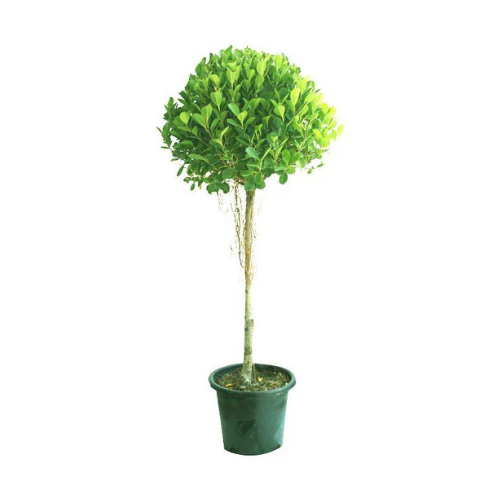 Ficus Panda - Ficus Retusa