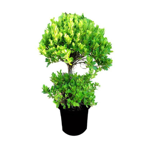 Ficus Panda 2 Head-Ficus Retusa Plant