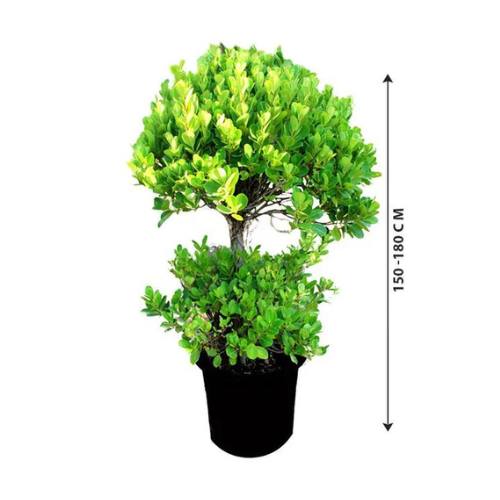 Ficus Panda 2 Head-Ficus Retusa Plant