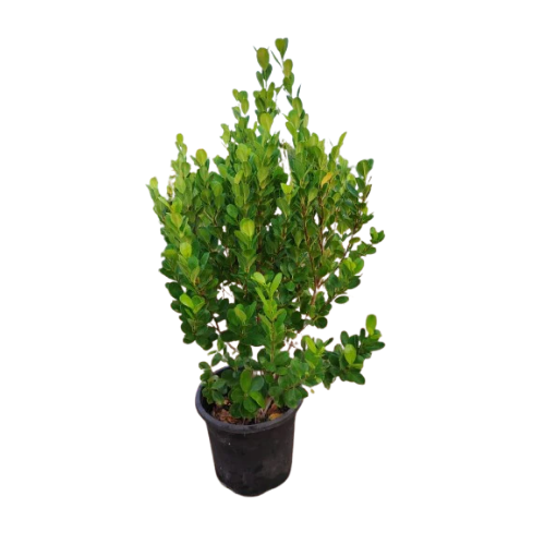 Ficus Panda (Ficus Macrophylla)