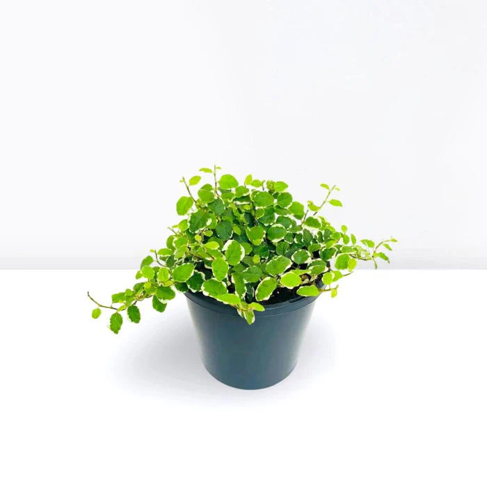 Ficus Pumila- Creeping Fig plant