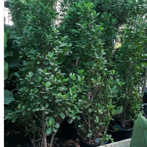 Ficus diversifolia “Cone Shape”
