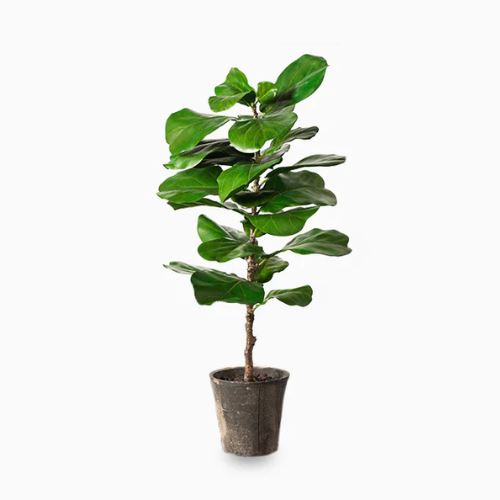 Fiddle Leaf Fig Plant