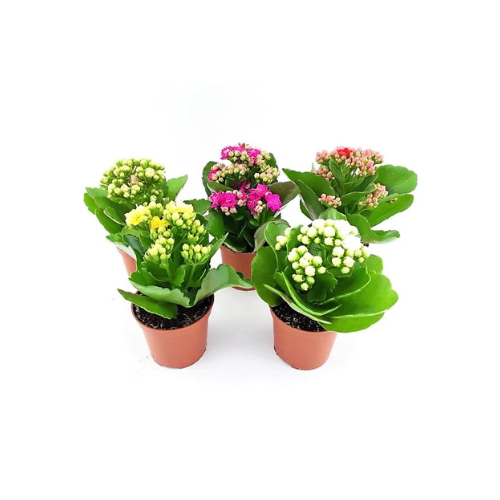 Flaming Katy, Kalanchoe Blossfeldiana