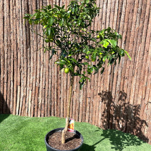 Fortunella Margarita Tree “Kumquat”