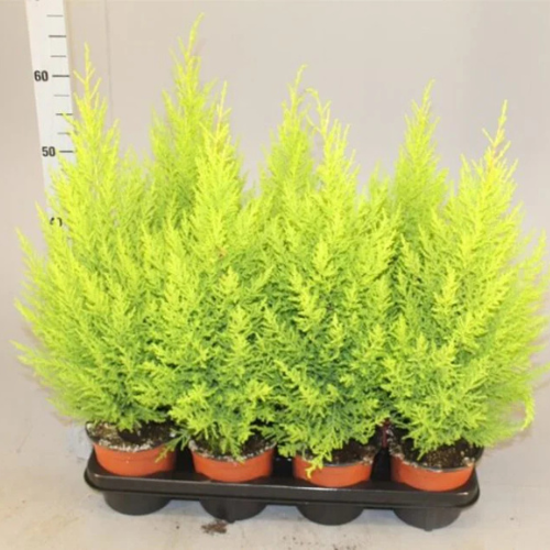 Cupressus Macrocarpa