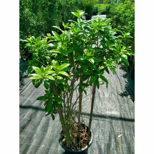 Golden Trumpet - Allamanda Cathartica