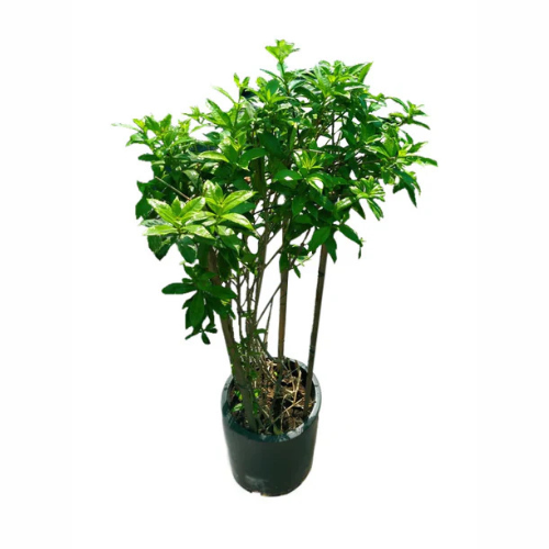 Golden Trumpet - Allamanda Cathartica