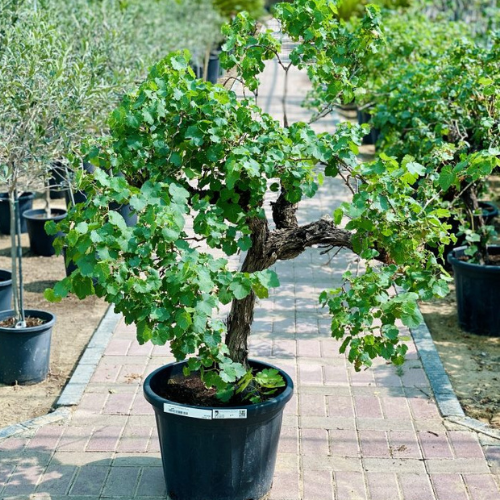 Vitis vinifera Or Grapes Plant Mature