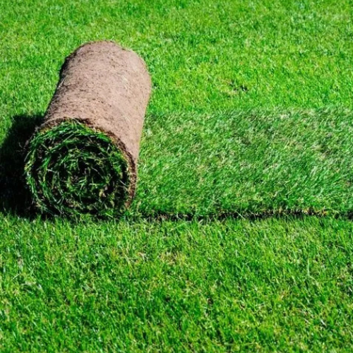 Natural Bermuda Grass in Dubai (Price Per Square Meters)