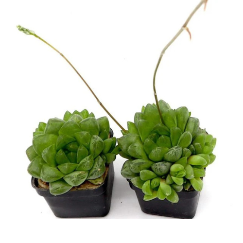 Haworthia Cooperi | Window Haworthia 4-6cm (Mini succulents)