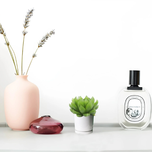 Haworthia Cooperi | Window Haworthia 4-6cm (Mini succulents)