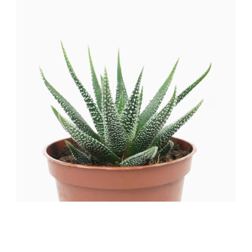 Haworthia fasciata | Zebra Cactus 10 – 15cm 