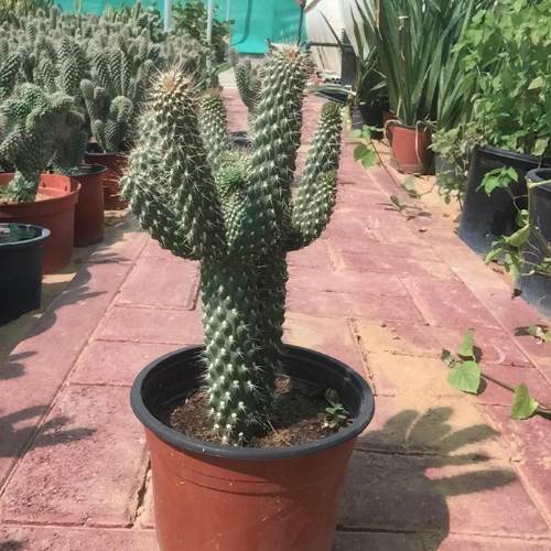 Hedgehog Cactus-Echinocereus