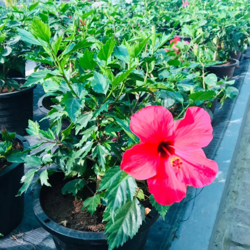 Hibiscus - Malvaceae- Outdoor Flowering