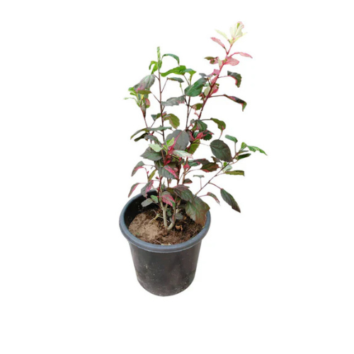 Hibiscus Variegated - Outdoor Flowering Plant