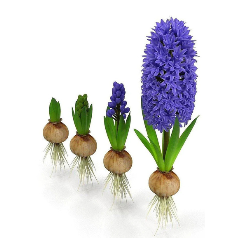 Hyacinth Bulb Fragrance
