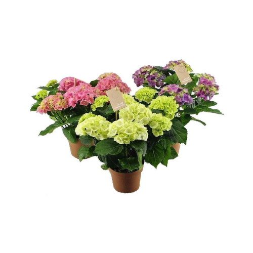 Hydrangea Flower Plant - Mix Color
