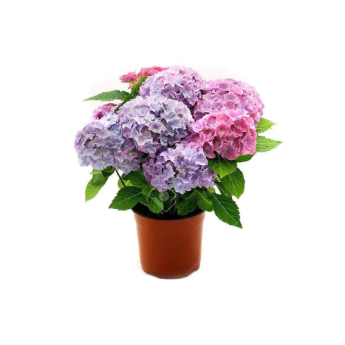 Hydrangea Flower Plant - Mix Color
