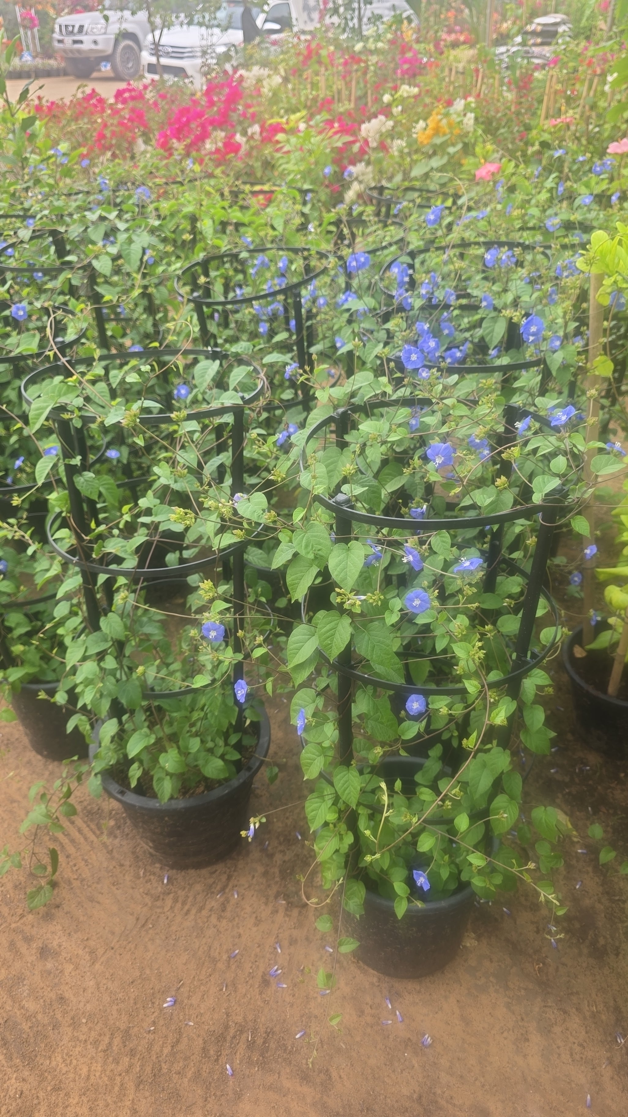 Jacquemontia pentantha “Sky Blue Cluster Vine” 80 – 100cm