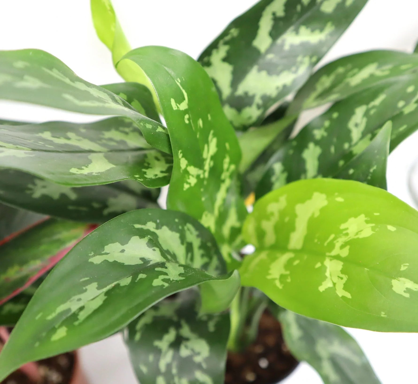 Aglaonema Silver Queen
