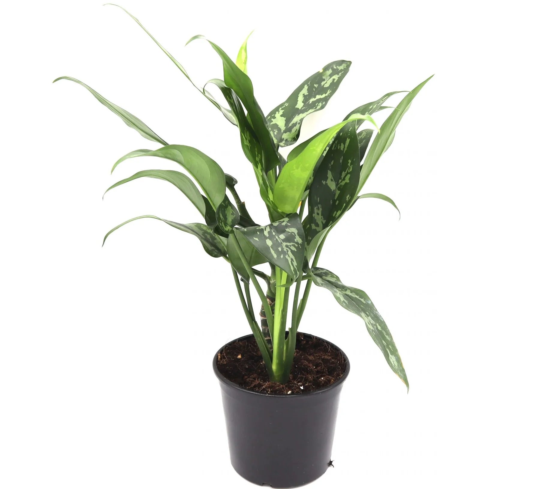 Aglaonema Silver Queen