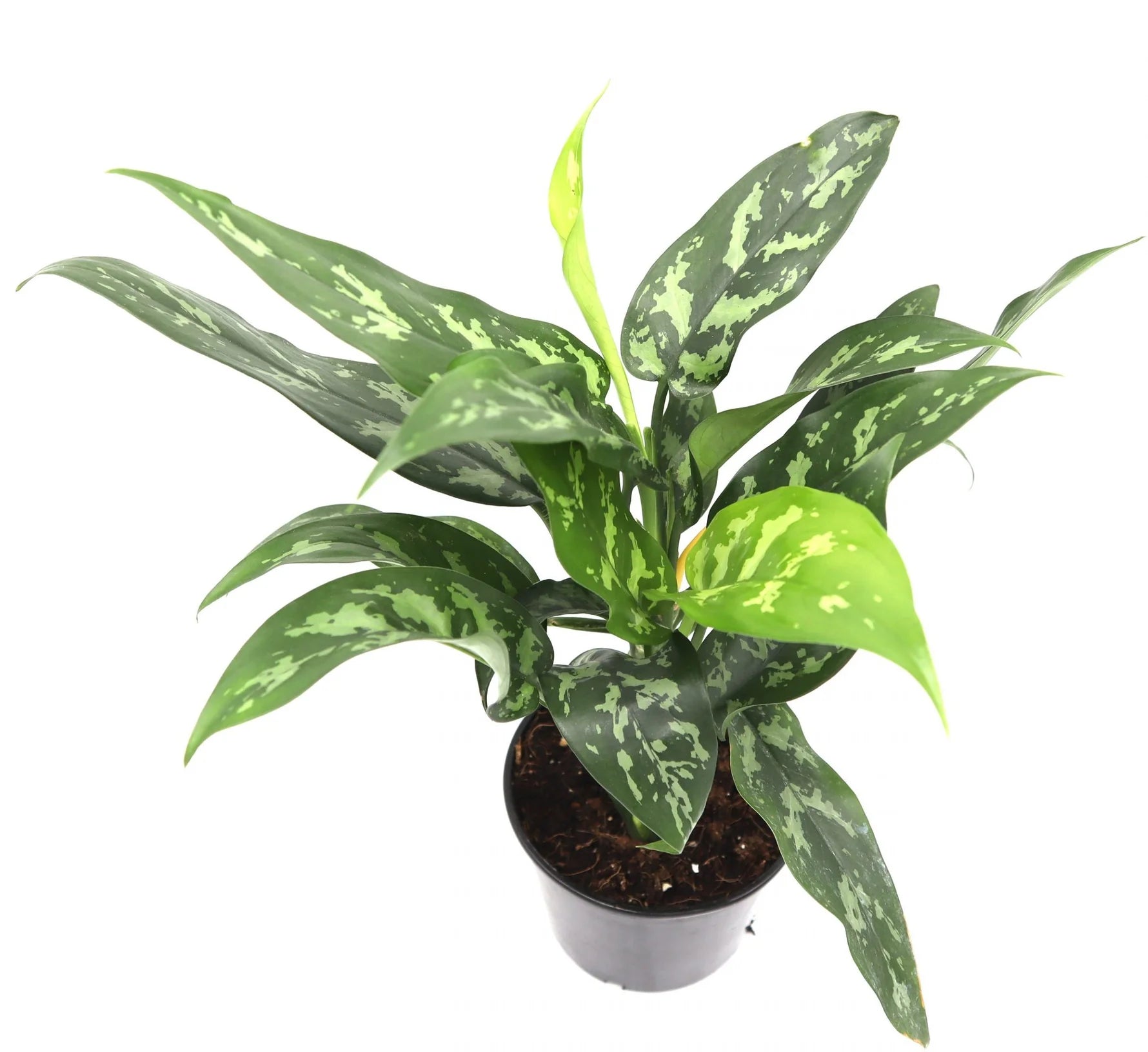 aglaonema silver queen watering Aglaonema Silver Queen – Royal Plantscape Garden