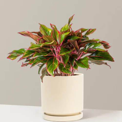 Indoor Aglaonema Red