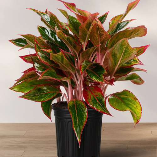 Indoor Aglaonema Red