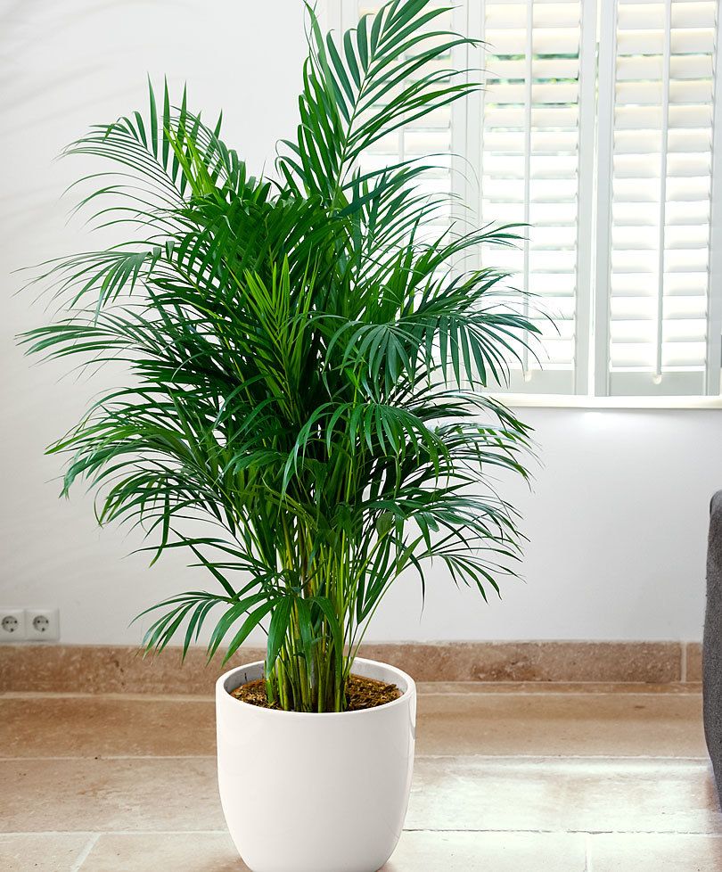 Indoor Areca Palm Tree