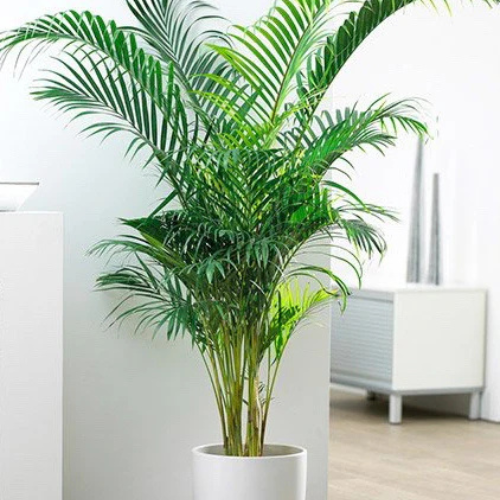 air purifying areca palm Indoor Areca Palm Tree – Royal Plantscape Garden