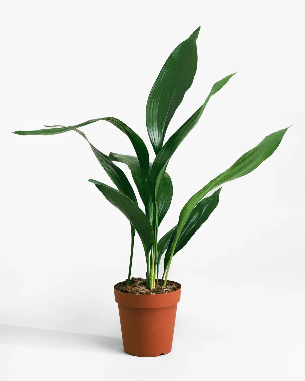 Aspiradas Plant Dubai | Indoor Aspidistras Plant | Cast Iron Plant
