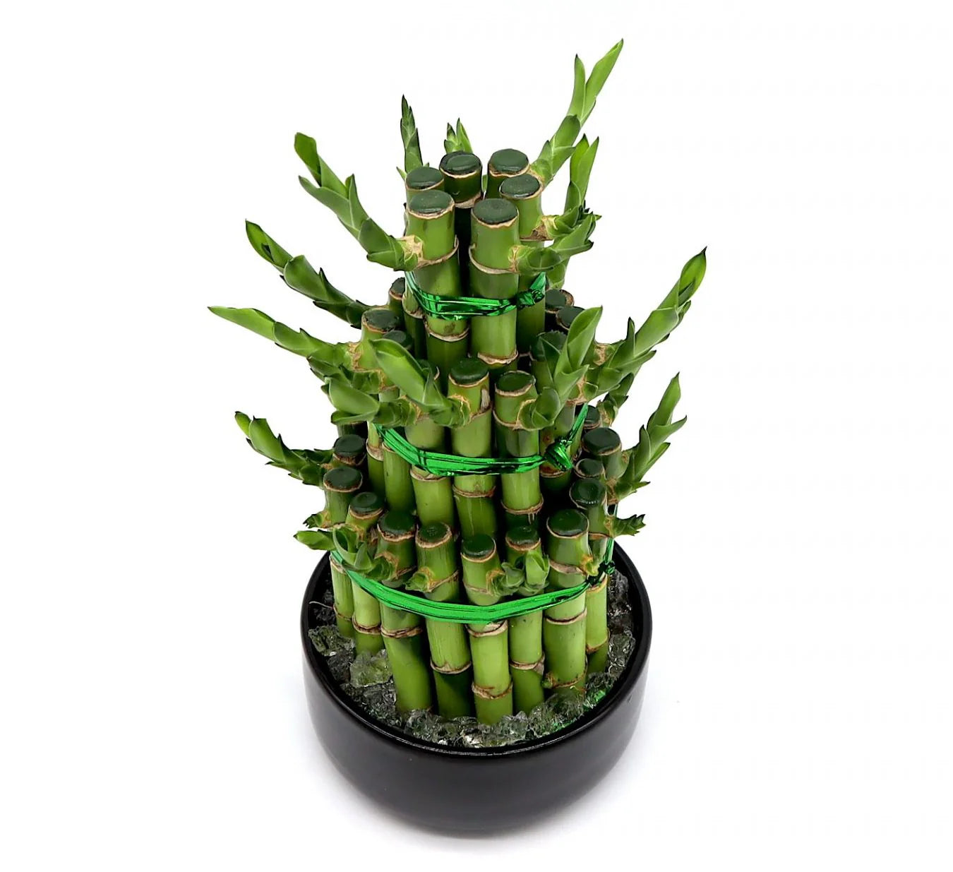lucky bamboo dubai Indoor Lucky Bamboo Plant in Dubai – Royal Plantscape Garden