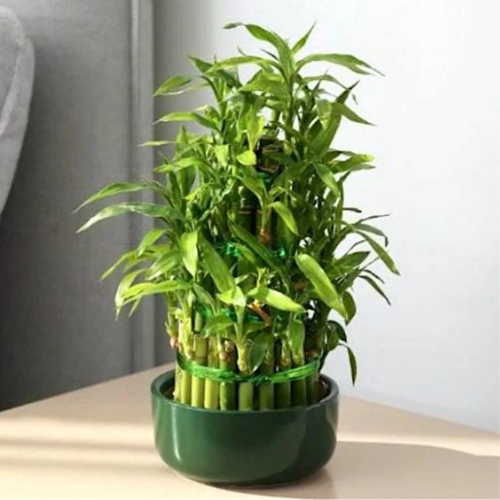 Indoor Lucky Bamboo Plant in Dubai