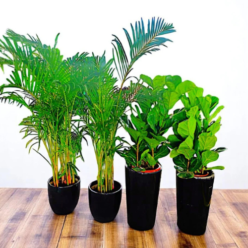 Indoor Plant Bundle – 4  (2 Areca Palms + 2 Fiddle Leaf Figs)