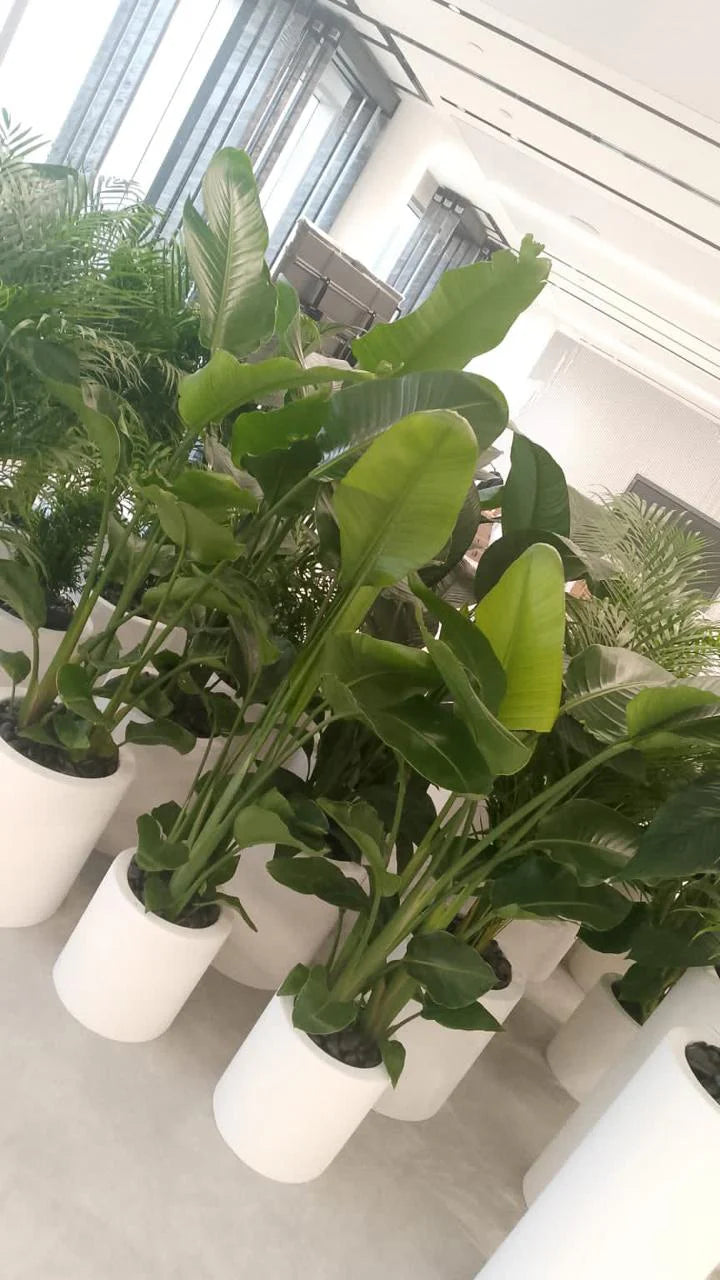 Indoor Plant Combo: 5 Bird of Paradise + 5 Areca Palm