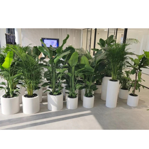 Indoor Plant Combo: 5 Bird of Paradise + 5 Areca Palm