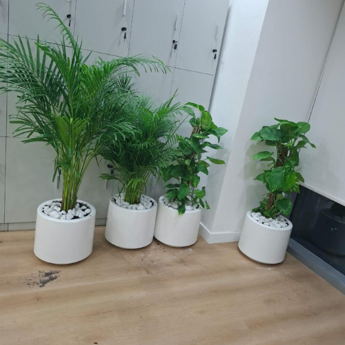 Indoor Plant Set – 2 Money Plants & 2 Areca Palms in Ceramic Pots