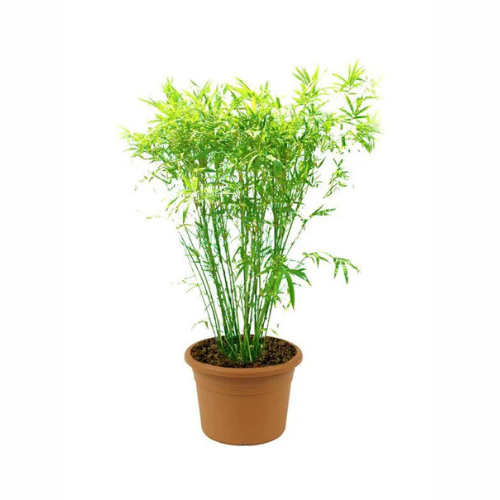 Japanese Bamboo Palm