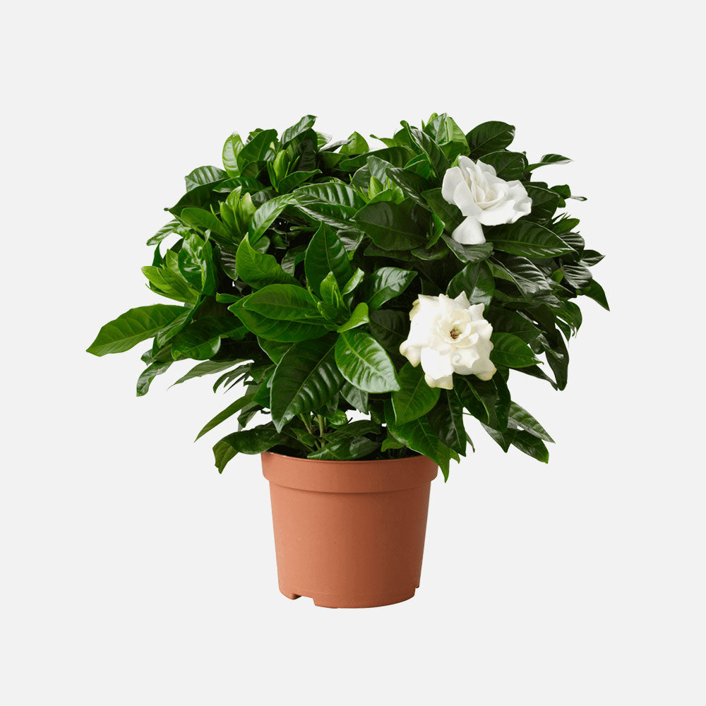 cape jasmine house plant Gardenia-Cape Jasmine – Royal Plantscape Garden