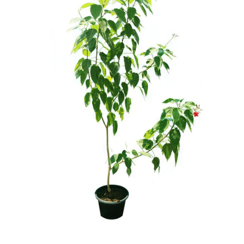 Atropha - Jatropha Integerrima