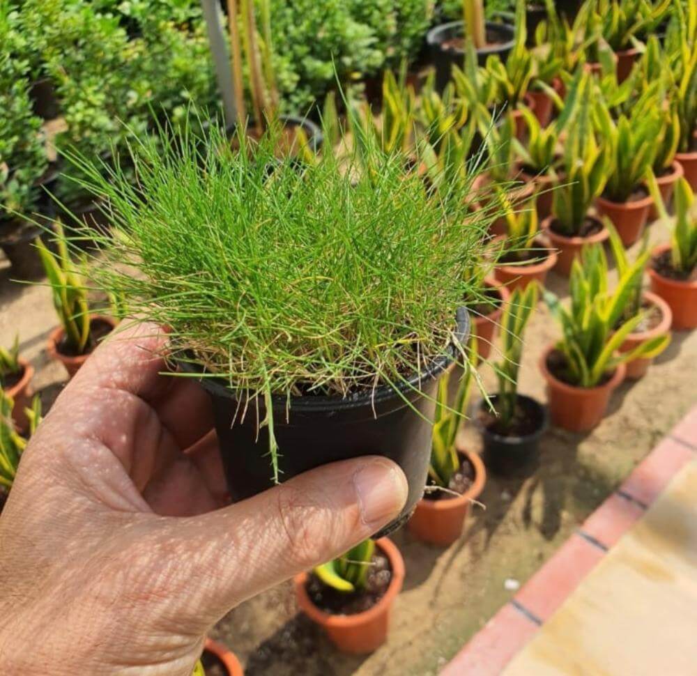 Zoysia Japonica Grass | Korean Lawn Grass