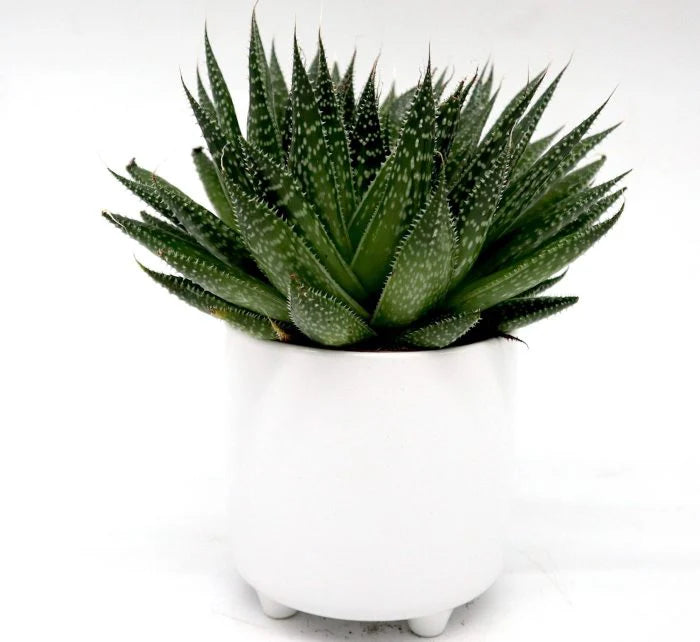 aloe plant in white pot Aloe aristata | Aristaloe Aristata