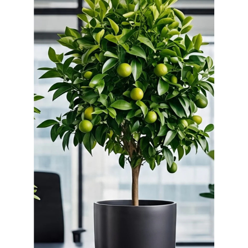 Limequat Plant in Ceramic Pot